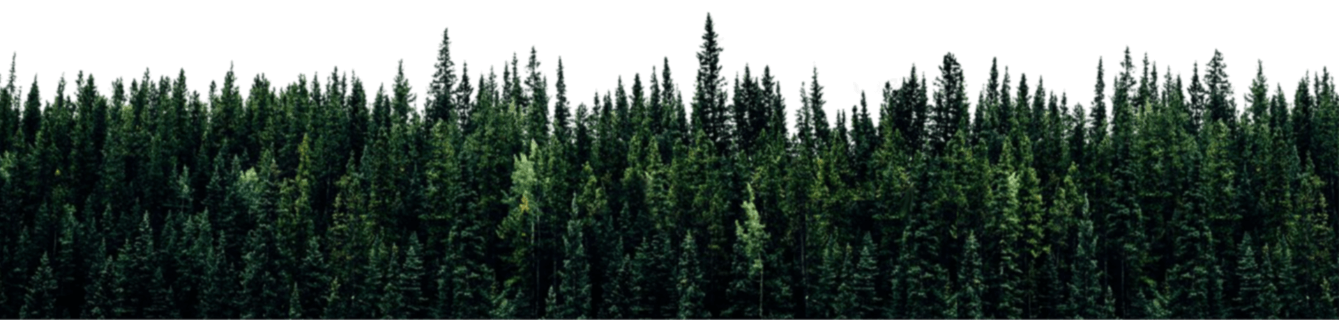 Img Pines